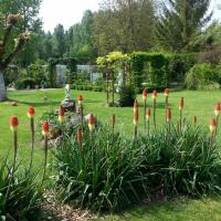 Kniphofia orange