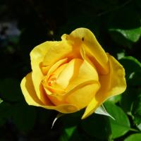 Rose jaune